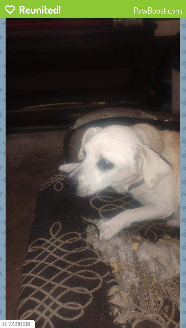 Reunited Male Dog last seen Near Brace St, Houston, TX 77061, USA, Houston, TX 77061
