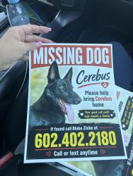 Lost Male Dog last seen 67th thunderbird , Phoenix, AZ 85254