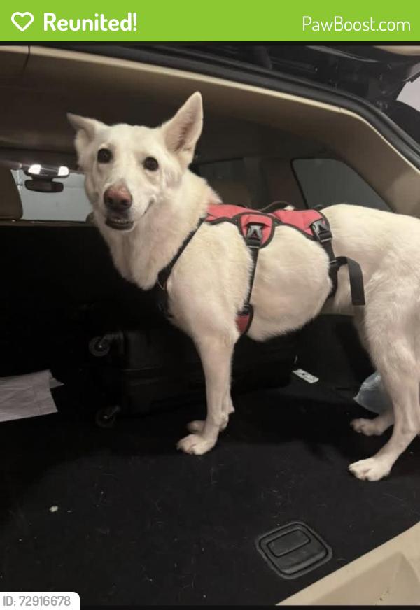 Reunited Female Dog last seen Meadowmere Park, Grandview, MO 64030