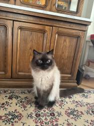 Reunited Male Cat last seen Champlain heights, Vancouver, BC V5S 4L4