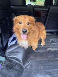 Found/Stray Unknown Dog last seen Longview Drive and Sunset in Historic Norcross area, Norcross, GA 30071