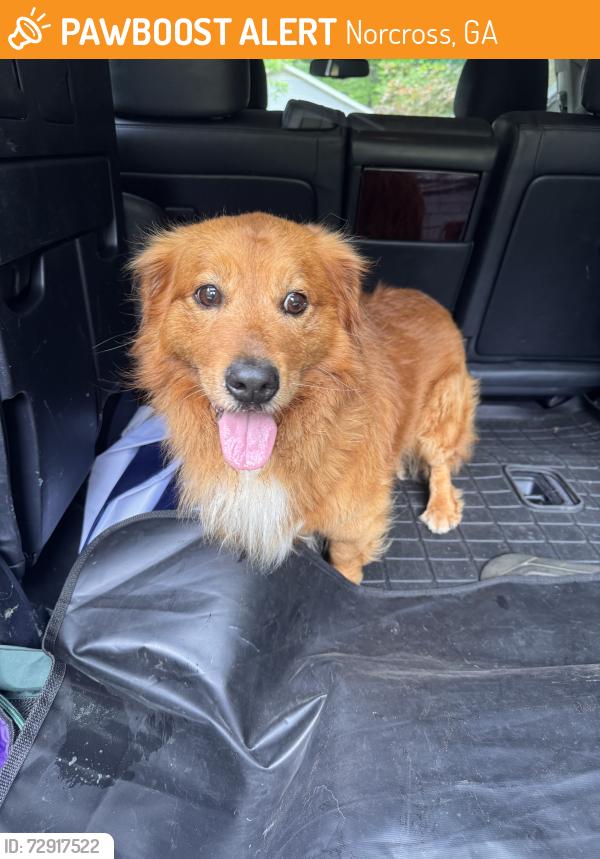 Found/Stray Unknown Dog last seen Longview Drive and Sunset in Historic Norcross area, Norcross, GA 30071