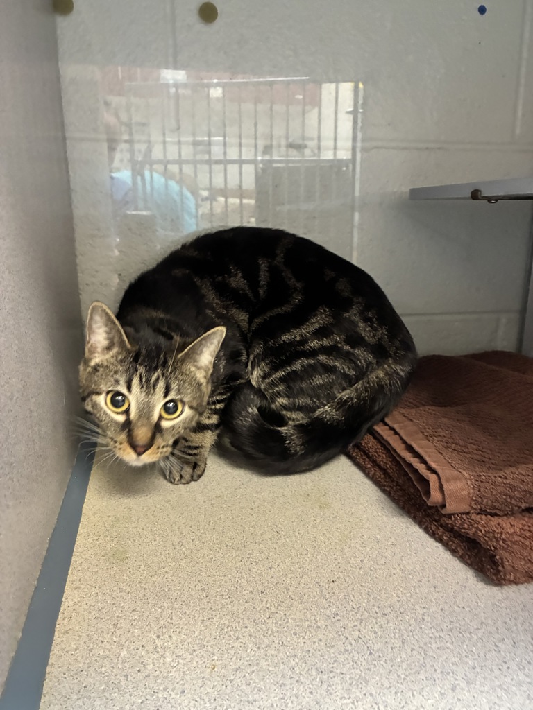 Shelter Stray Female Cat last seen Near W 3500 S, Magna Township, UT, 84044, Taylorsville, UT 84123