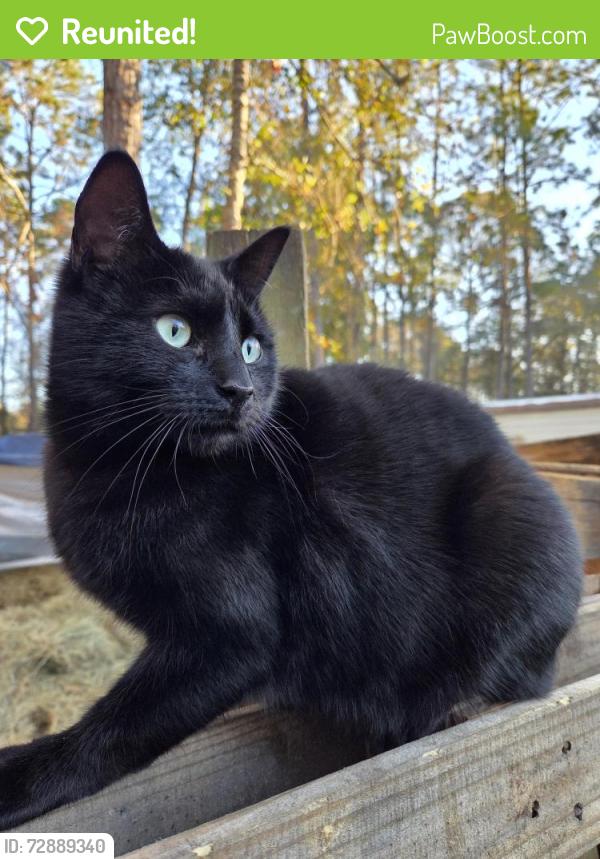Reunited Male Cat last seen Peppergrass and Kelp , Middleburg, FL 32068