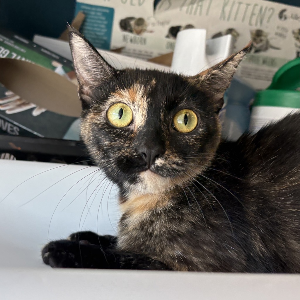 Shelter Stray Female Cat last seen Near W 3500 S, Magna Township, UT, 84044, Taylorsville, UT 84123