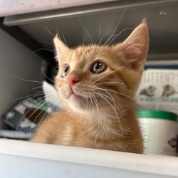Shelter Stray Male Cat last seen Near W 3500 S, Magna Township, UT, 84044, Taylorsville, UT 84123
