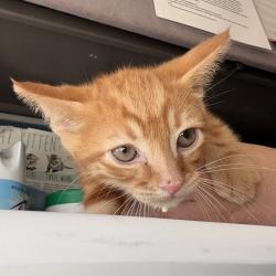 Shelter Stray Male Cat last seen Near W 3500 S, Magna Township, UT, 84044, Taylorsville, UT 84123