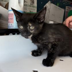 Shelter Stray Female Cat last seen Near W 3500 S, Magna Township, UT, 84044, Taylorsville, UT 84123