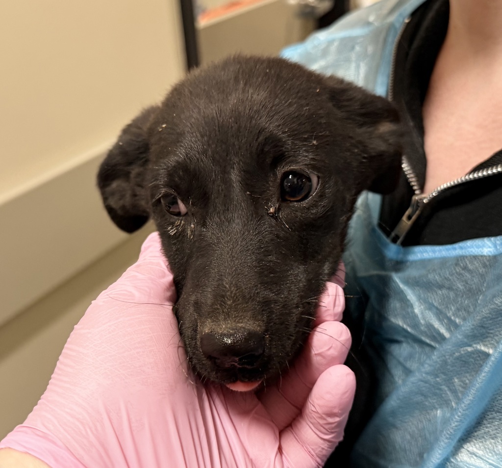 Shelter Stray Female Dog last seen Not Provided., Brawley, CA, 92227, El Cajon, CA 92020