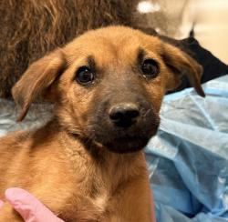 Shelter Stray Male Dog last seen Not Provided., Brawley, CA, 92227, El Cajon, CA 92020