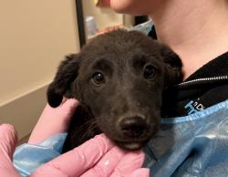 Shelter Stray Female Dog last seen Not Provided., Brawley, CA, 92227, El Cajon, CA 92020