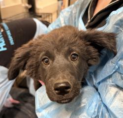 Shelter Stray Female Dog last seen Not Provided., Brawley, CA, 92227, El Cajon, CA 92020