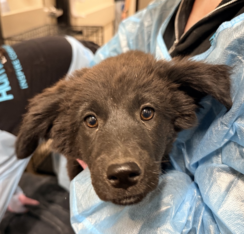 Shelter Stray Female Dog last seen Not Provided., Brawley, CA, 92227, El Cajon, CA 92020