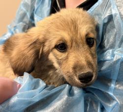 Shelter Stray Female Dog last seen Not Provided., Brawley, CA, 92227, El Cajon, CA 92020