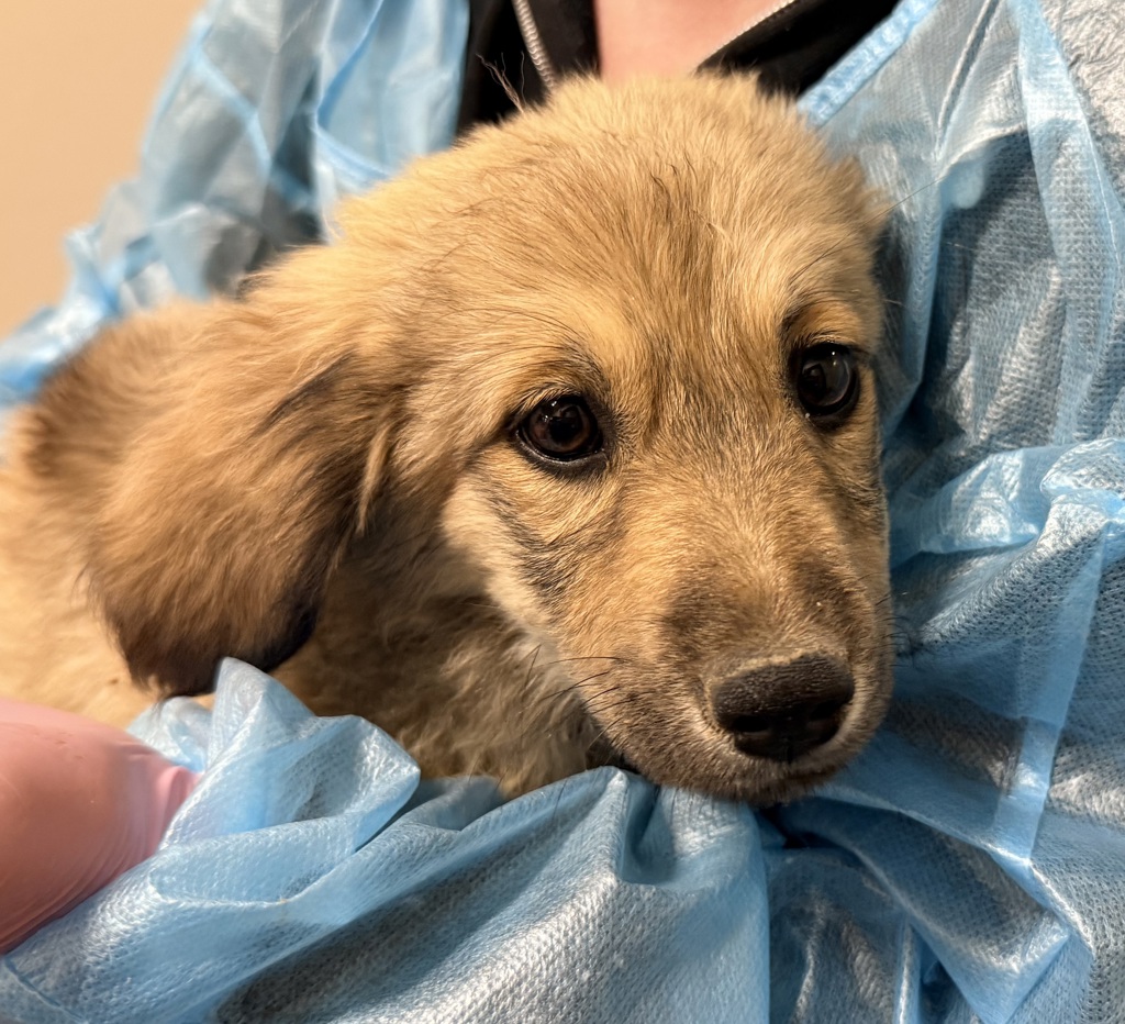Shelter Stray Female Dog last seen Not Provided., Brawley, CA, 92227, El Cajon, CA 92020