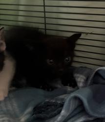 Shelter Stray Male Cat last seen Near Lemon Avenue, Vista, CA, 92084, Oceanside, CA 92058