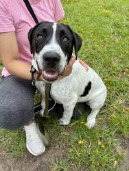 Found/Stray Male Dog last seen Lehman & Oak Forest Drive, Houston, TX 77018