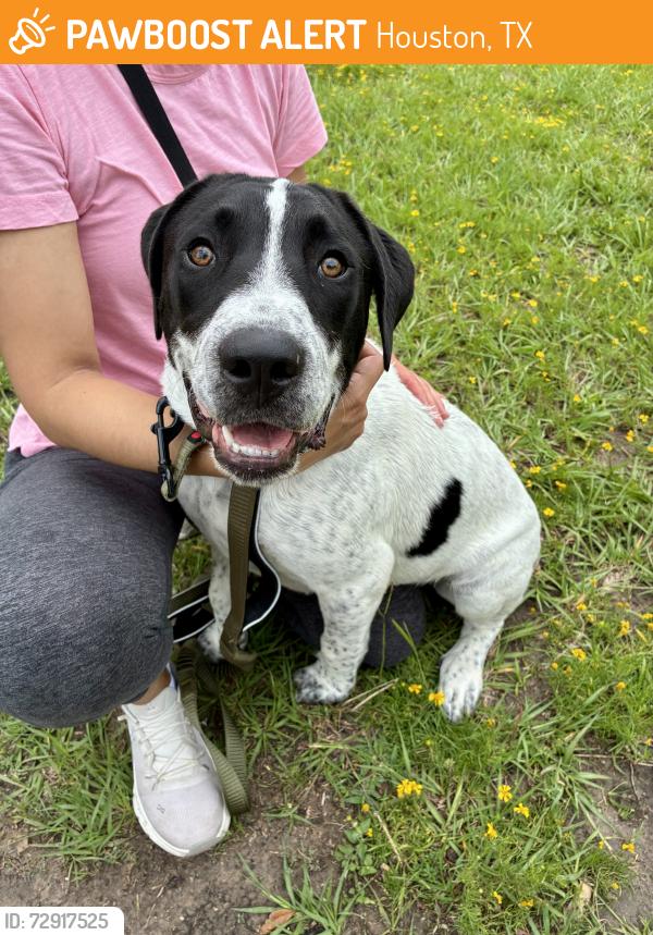 Found/Stray Male Dog last seen Lehman & Oak Forest Drive, Houston, TX 77018