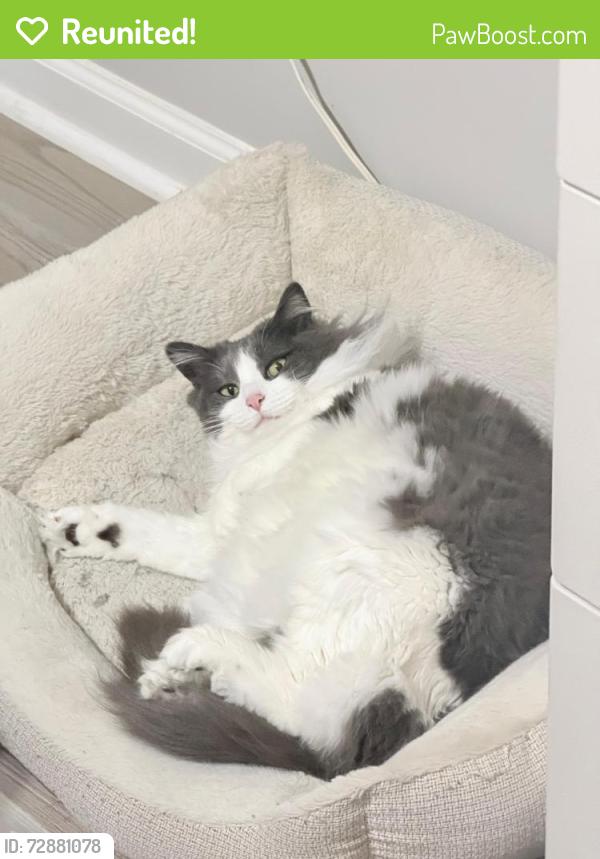 Reunited Female Cat last seen Near rockingham dr Covington GA 30014, Covington, GA 30014