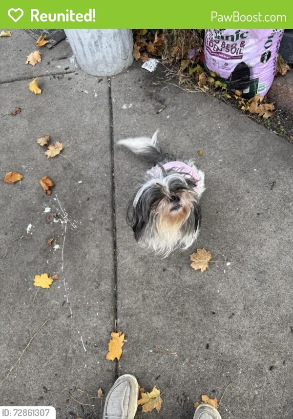 Reunited Female Dog last seen 26th ave ne & 7th st ne, Minneapolis, MN 55418