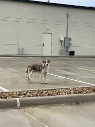 Found/Stray Unknown Dog last seen Kallison and Culebra, Far West Side, TX 78254