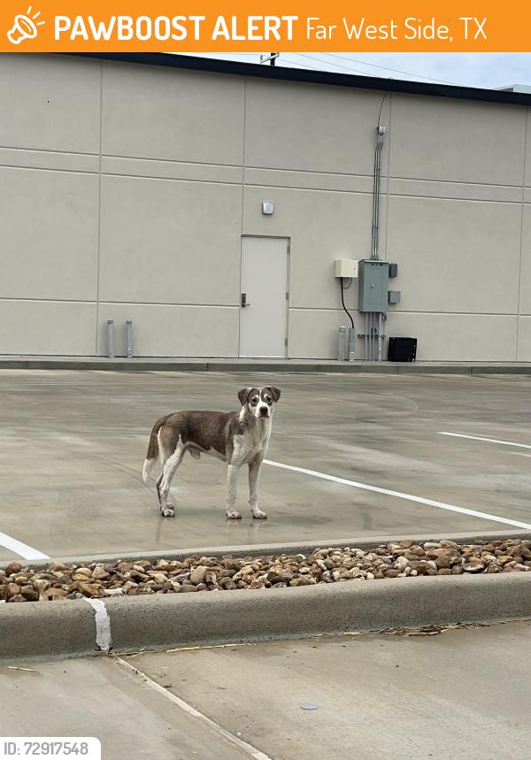 Found/Stray Unknown Dog last seen Kallison and Culebra, Far West Side, TX 78254