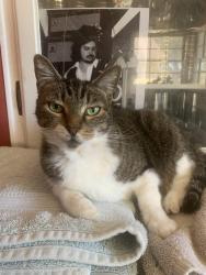 Reunited Female Cat last seen Monogram, Long Beach, CA 90808