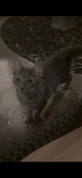Lost Male Cat last seen Near lafayette st bellaire tx 77401, Bellaire, TX 77401