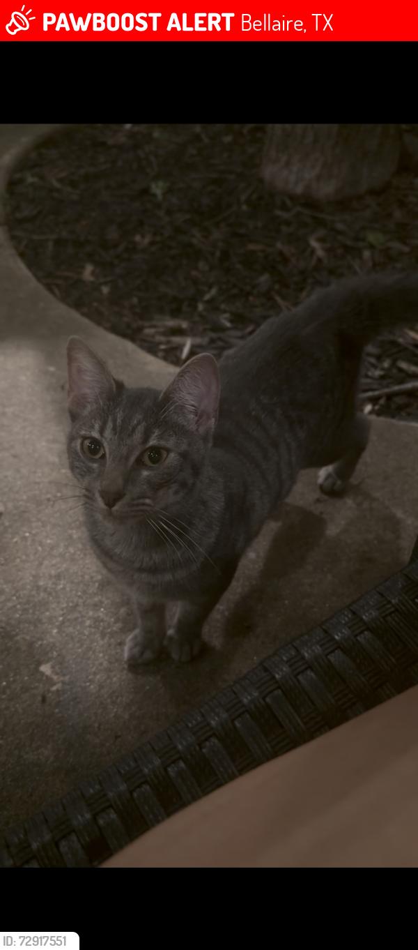Lost Male Cat last seen Near lafayette st bellaire tx 77401, Bellaire, TX 77401