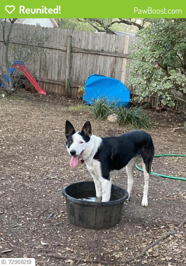 Reunited Male Dog last seen Evers Leon Valley , San Antonio, TX 78240