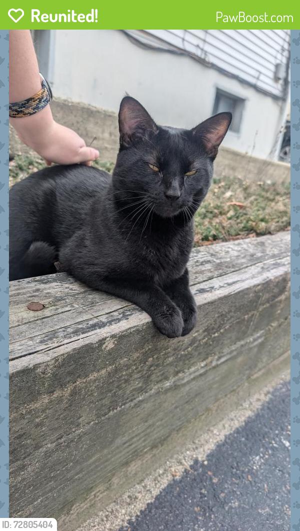 Reunited Male Cat last seen Bourne st Worcester , Worcester, MA 01606