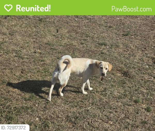 Reunited Male Dog last seen Amherst Avenue, Springfield, VA 22150