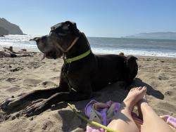 Reunited Male Dog last seen Marsh area near holiday inn express, Mill Valley, CA 94941