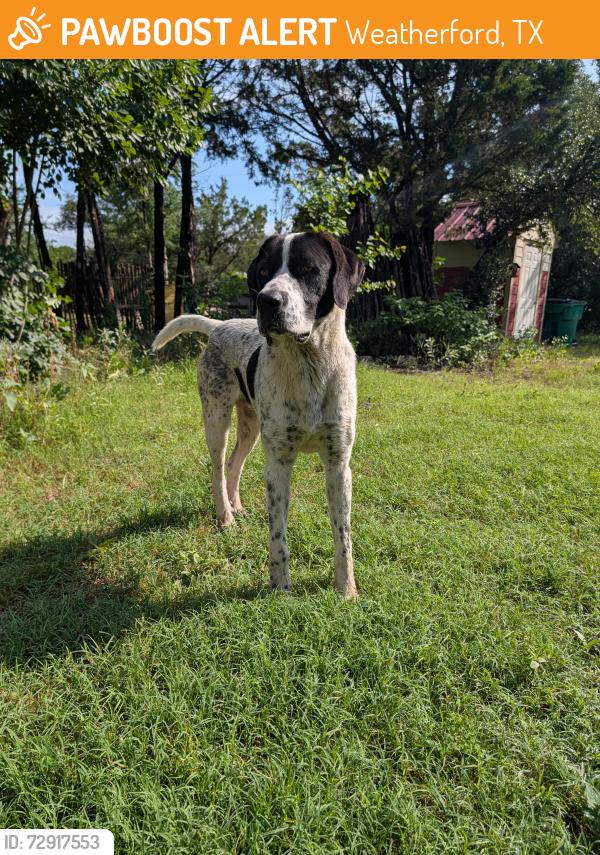 Found/Stray Male Dog last seen Rolling Hills Shores subdivision , Weatherford, TX 76087