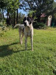 Found/Stray Male Dog last seen Rolling Hills Shores subdivision , Weatherford, TX 76087