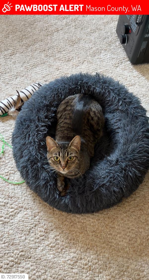 Lost Female Cat last seen West Business park RD, Mason County, WA 98584