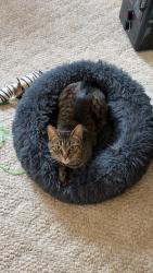 Lost Female Cat last seen West Business park RD, Mason County, WA 98584