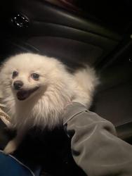 Lost Female Dog last seen Upland , Lubbock, TX 79424