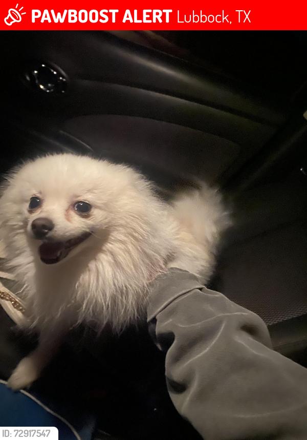 Lost Female Dog last seen Upland , Lubbock, TX 79424