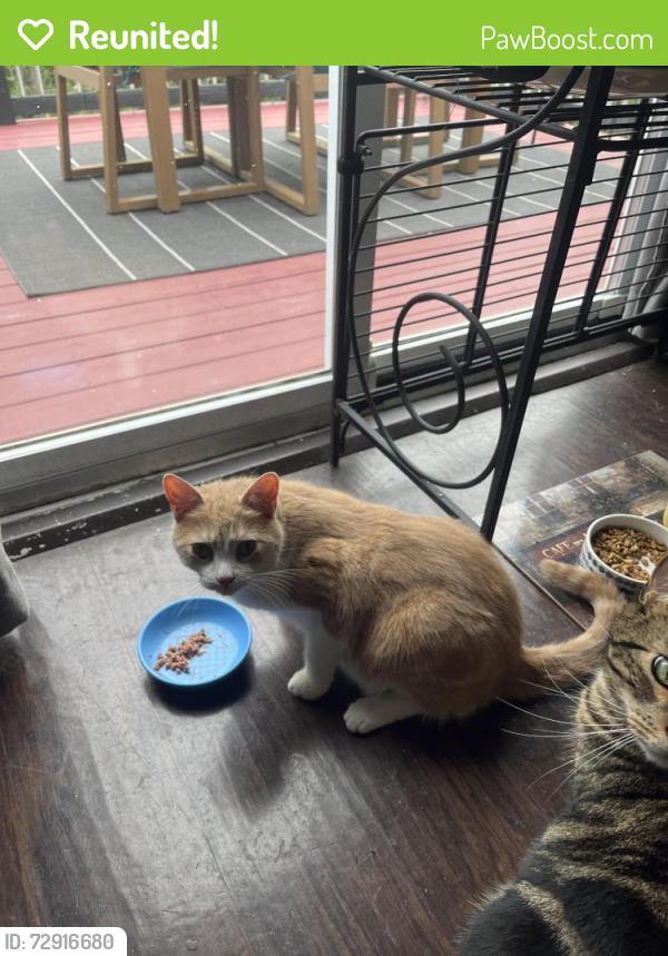 Reunited Male Cat last seen Alley behind Linnview Ave , Pittsburgh, PA 15210