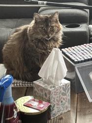 Reunited Female Cat last seen Main Street , West Haven, CT 06516