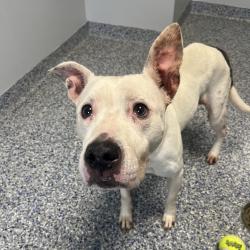 Shelter Stray Female Dog last seen , Greenville, SC 29609