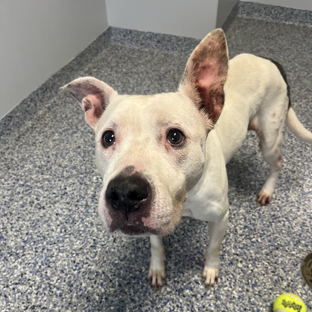 Shelter Stray Female Dog last seen , Greenville, SC 29609