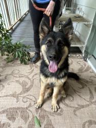Found/Stray Female Dog last seen Little Mill Rd and Peachtree Industrial , Buford, GA 30518