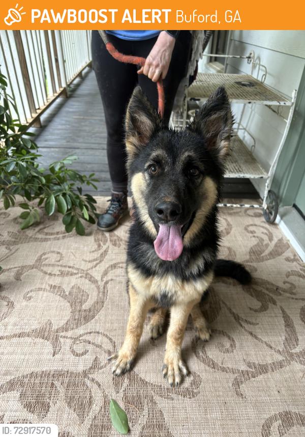 Found/Stray Female Dog last seen Little Mill Rd and Peachtree Industrial , Buford, GA 30518