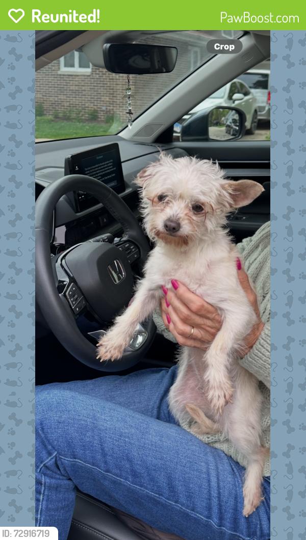 Reunited Female Dog last seen Center St and Birkey Ave, Crest Hill, Crest Hill, IL 60403