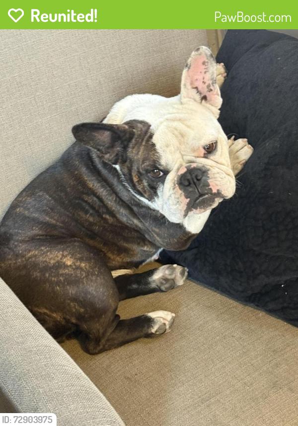 Reunited Female Dog last seen Mar vista , s Santa Fe by the rhino boxing gym , Vista, CA 92083