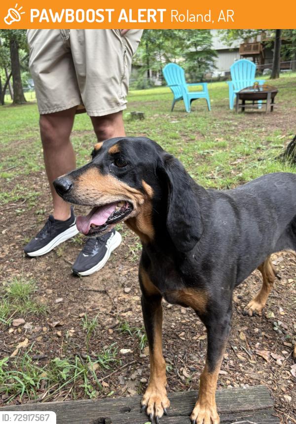Found/Stray Female Dog last seen Roland, AR, Roland, AR 72135