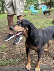 Found/Stray Female Dog last seen Roland, AR, Roland, AR 72135