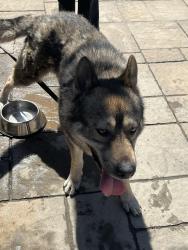 Found/Stray Male Dog last seen Ozark River way , Fremont, CA 94555